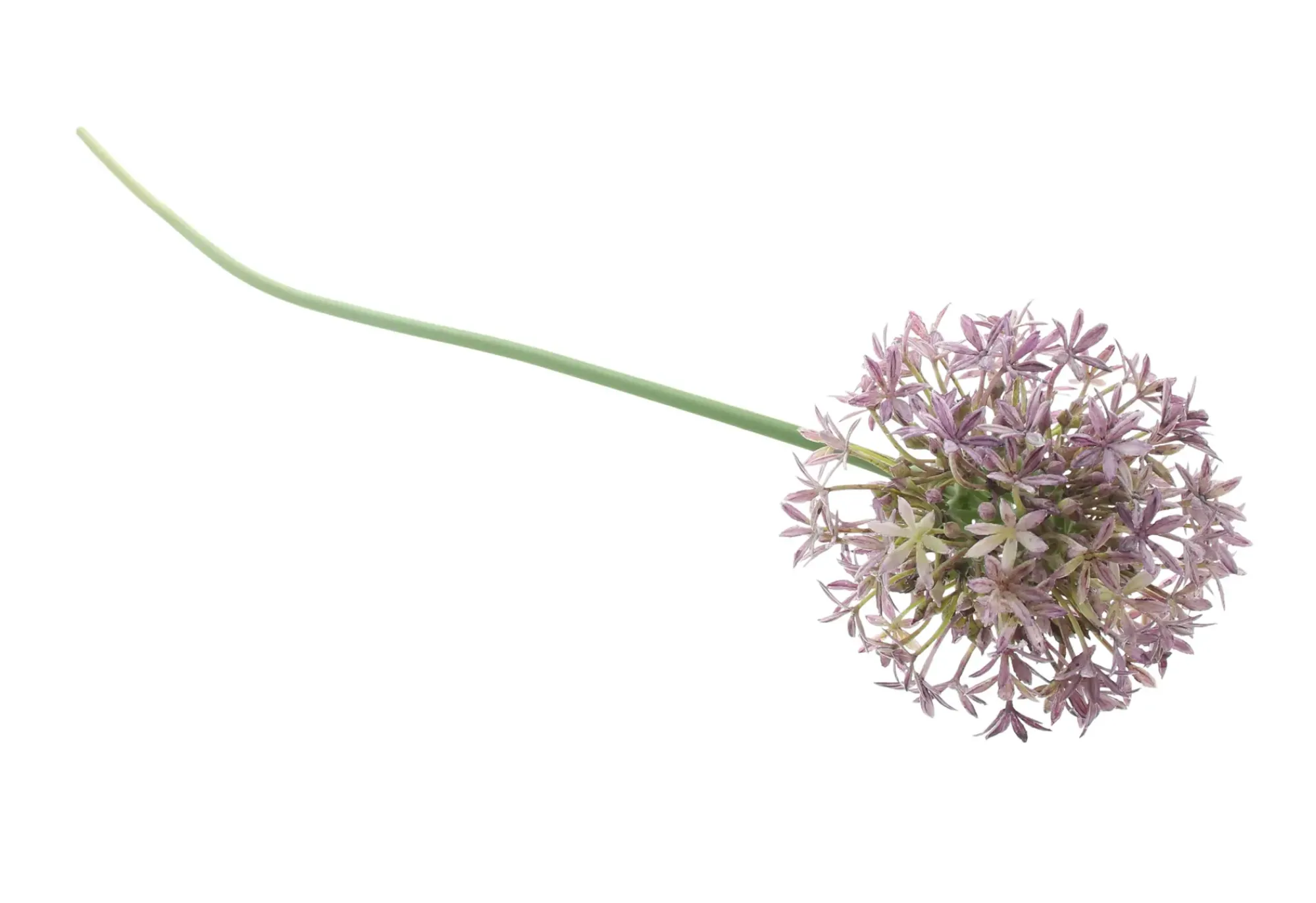 Kunstpflanzen|Frank Handels GmbH & Co. KG Blume "Allium"