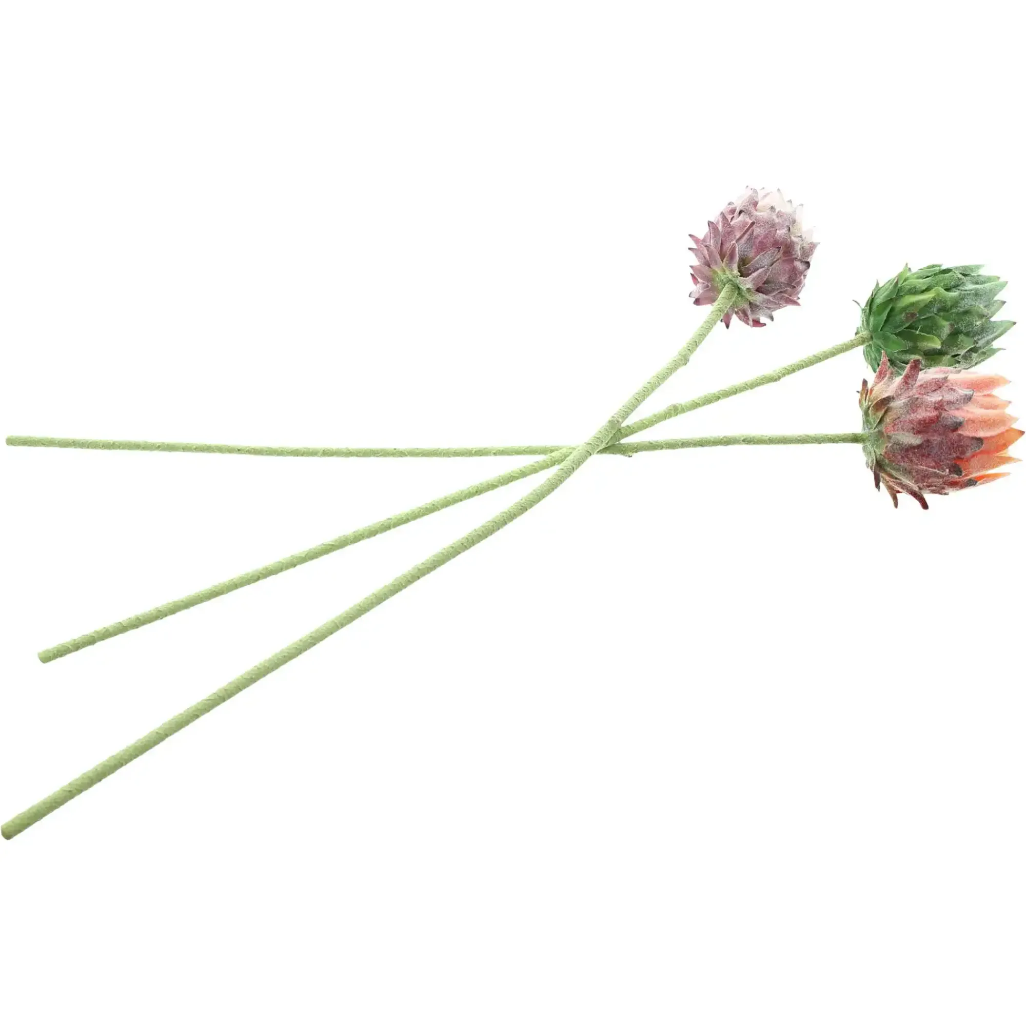 Kunstpflanzen|Frank Handels GmbH & Co. KG Blume "Protea", 3er Set