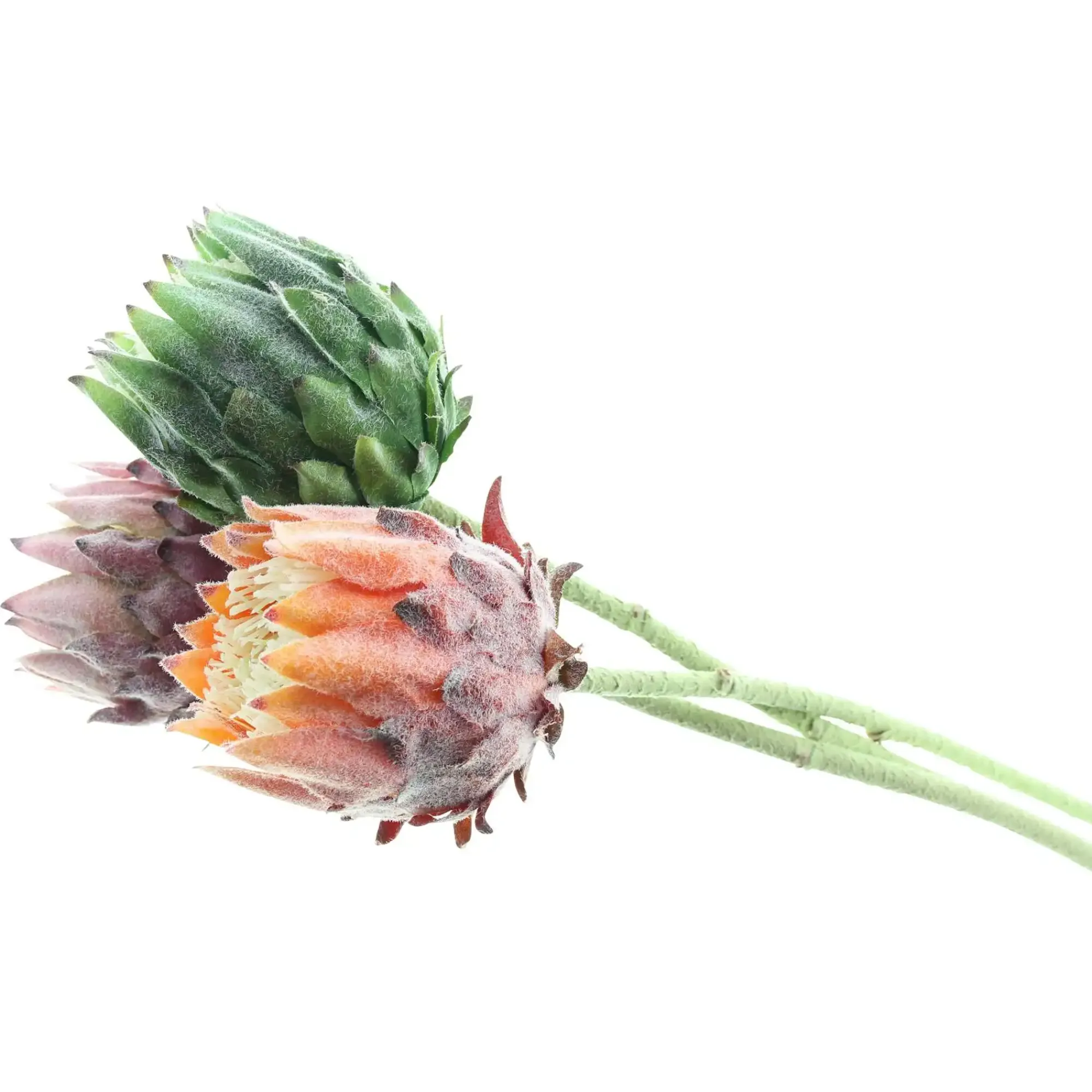 Kunstpflanzen|Frank Handels GmbH & Co. KG Blume "Protea", 3er Set