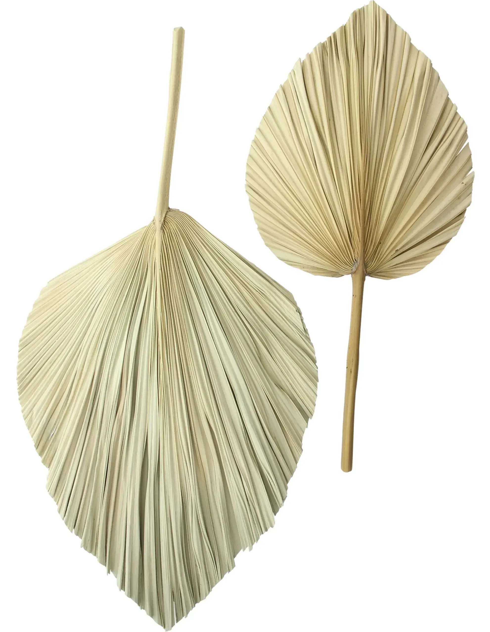 Badezimmer|Wanddeko|Frank Handels GmbH & Co. KG Dekoblatt "Palme", 2er Set