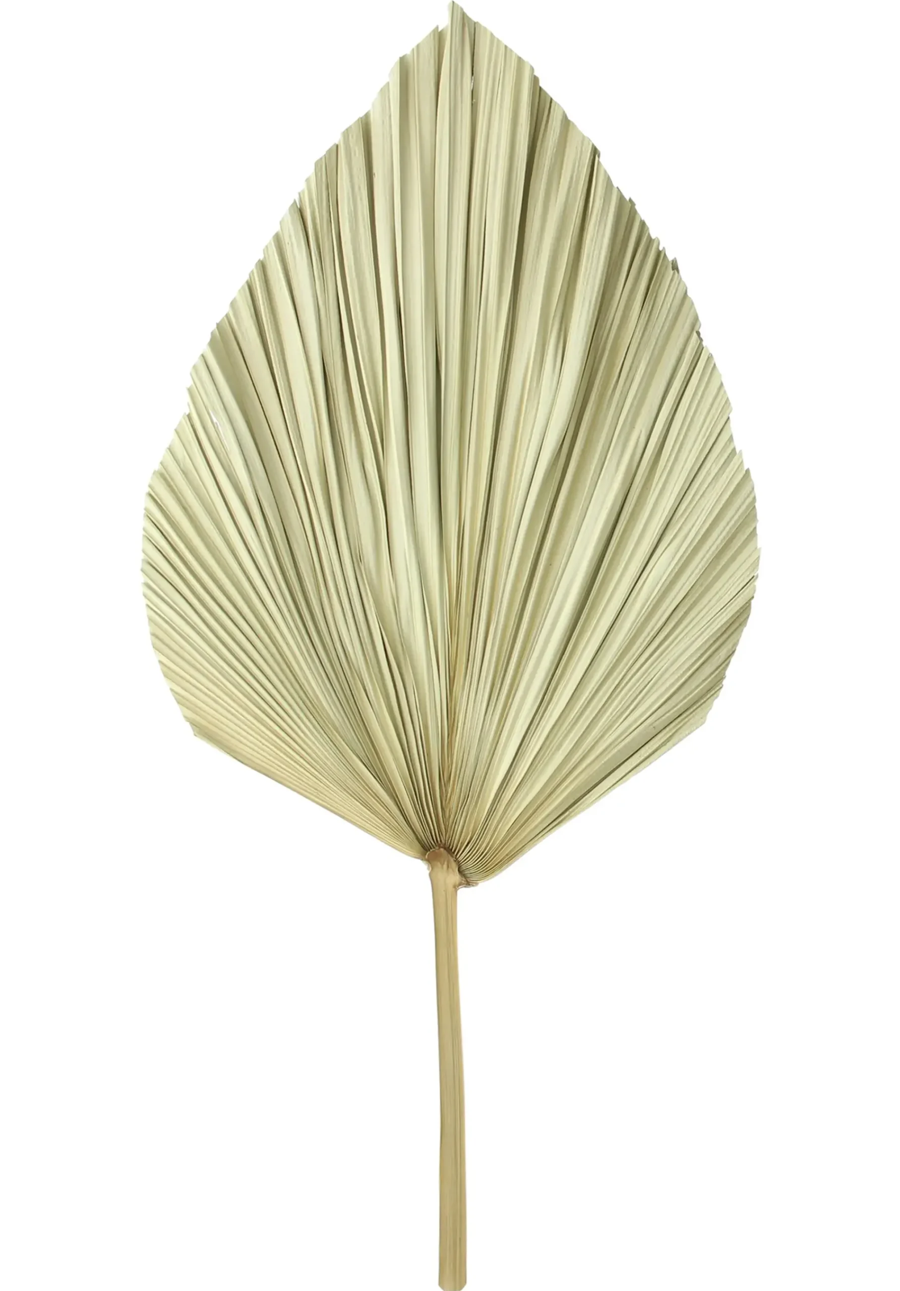 Badezimmer|Wanddeko|Frank Handels GmbH & Co. KG Dekoblatt "Palme", 2er Set