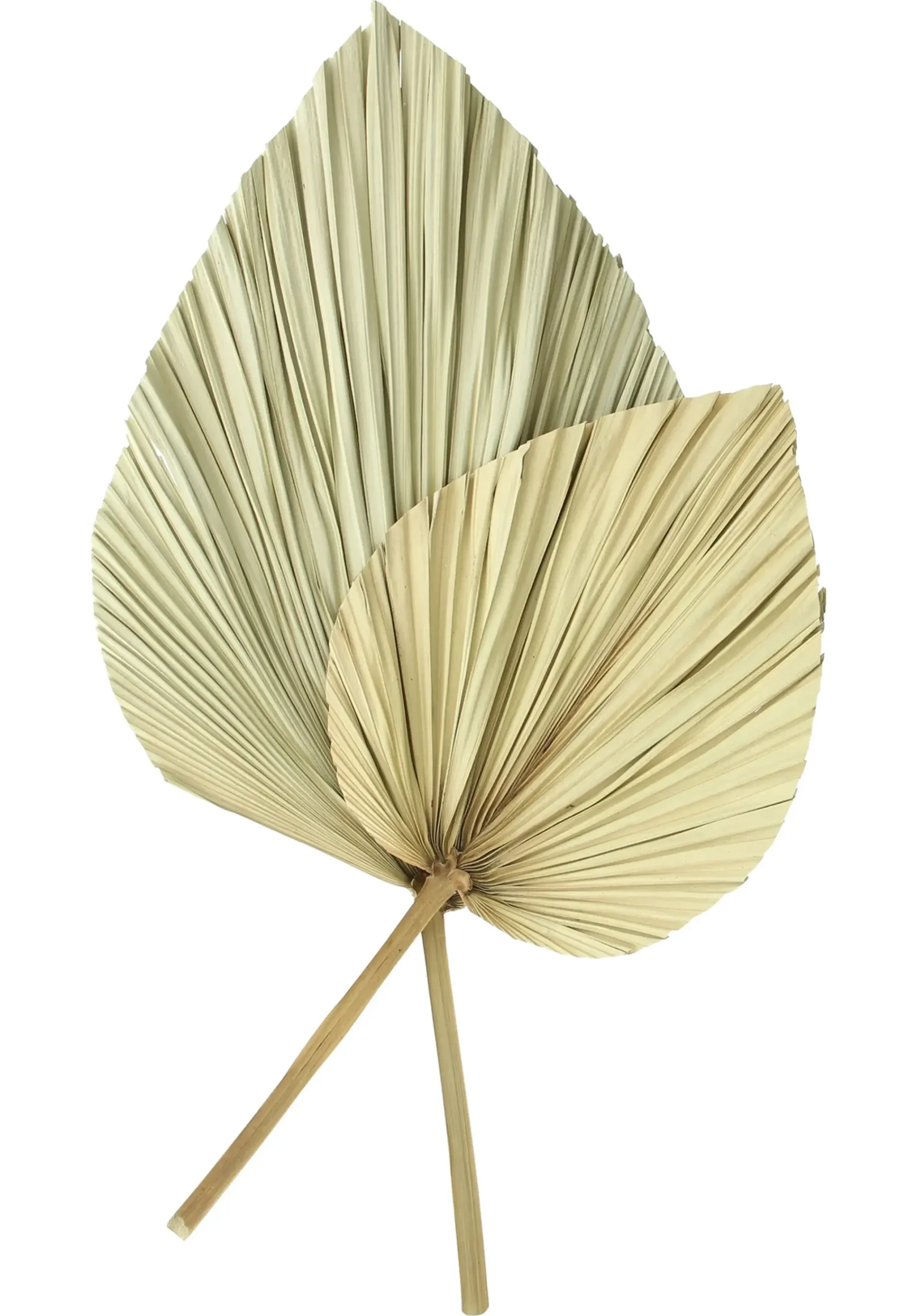 Badezimmer|Wanddeko|Frank Handels GmbH & Co. KG Dekoblatt "Palme", 2er Set