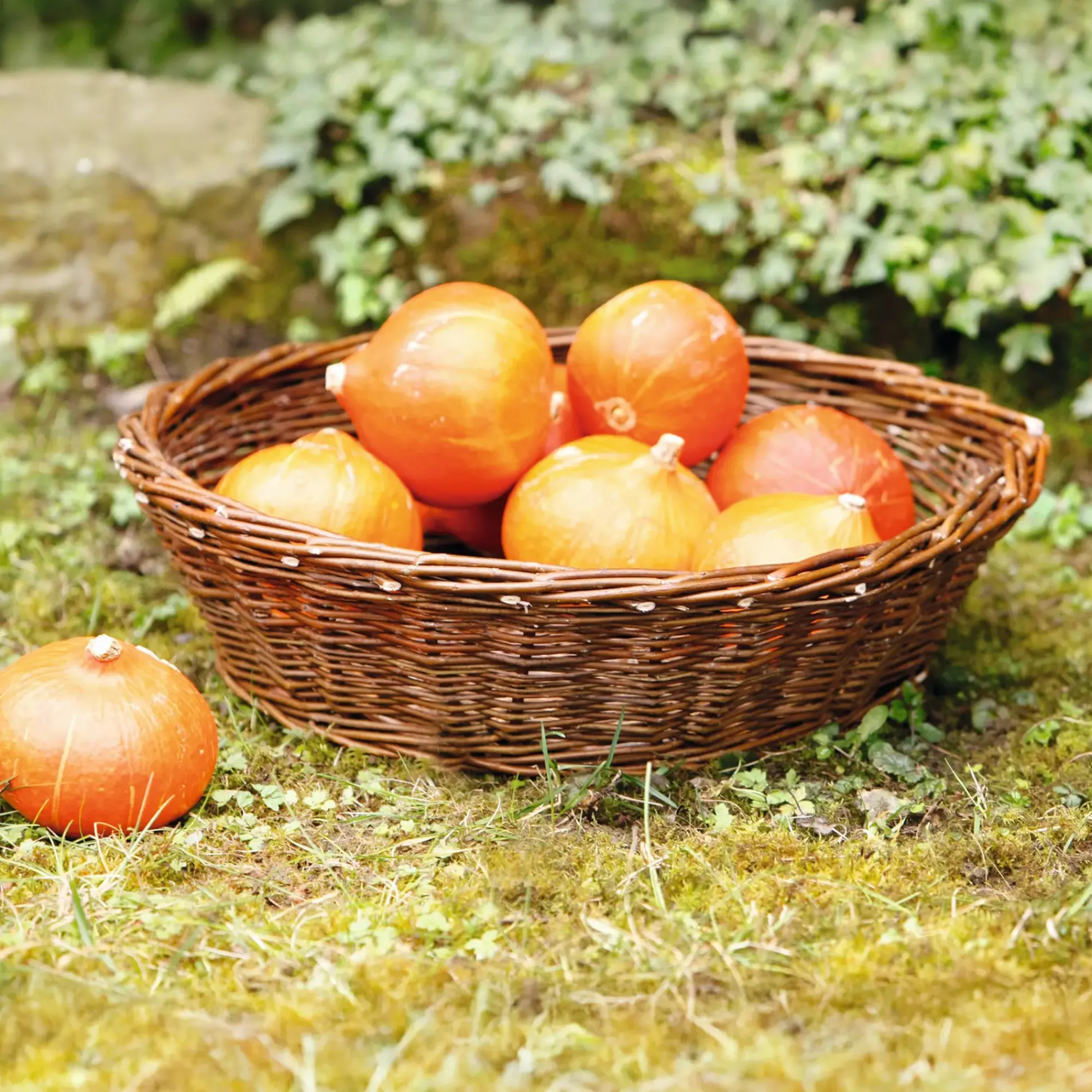 Herbstgarten|Füllkörbe & Universalkörbe|Frank Handels GmbH & Co. KG Füllkorb "Maxi"