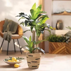 Kunstpflanzen|Frank Handels GmbH & Co. KG Kunstpflanze "Yucca-Palme"